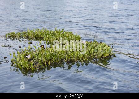 Acqua giacinto piante in fiore galleggiante come massa su una superficie del lago. Foto Stock