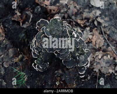 Funghi che crescono su albero che mostra il dettaglio bianco e nero Foto Stock