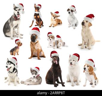Cani carini in cappelli di Babbo Natale su sfondo bianco Foto Stock