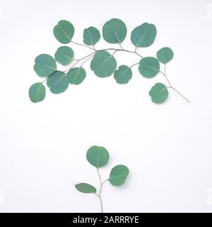 Struttura in eucalipto su sfondo bianco. Disposizione piatta, vista dall'alto. Spazio di copia Foto Stock