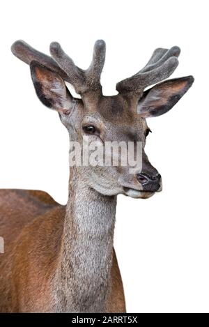 Primo piano di cervo rosso (Cervus elaphus) con palchi rivestiti in velluto in primavera su sfondo bianco Foto Stock