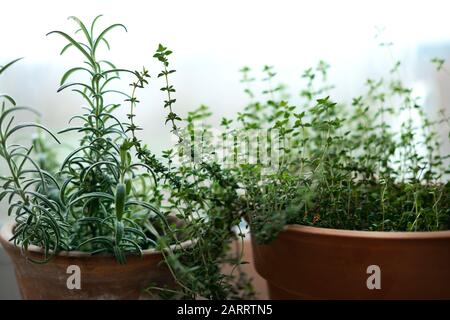 Ambiente interno con microgreens e giardino. Spezie verdi rosmarino e origano pianta su davanzale in inverno e stagione autunnale. Sfondo natura con Foto Stock