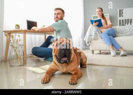 Carino Shar-Pei cane con i proprietari di casa Foto Stock