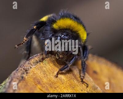 Close Up image of a Bumblebee on a log in Sydenham Hill Wood in South London Foto Stock