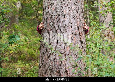 Mani di un bambino che cerca di abbracciare grande pino albero in una foresta estiva Foto Stock