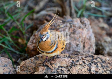 Australia, piccione spinifex noto anche come il piccione pirogenico Foto Stock