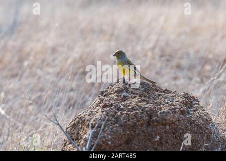 Canarie dell'Atlantico (Serinus canaria) a Madeira Foto Stock