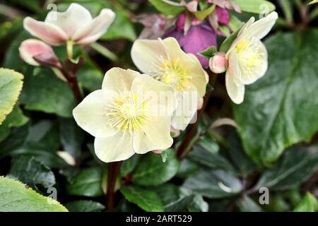 Helleborus "Neve Alla Cannella" Foto Stock