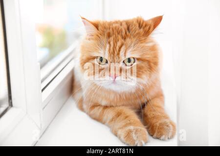 Carino gatto persiano sdraiato su soglia finestra a casa Foto Stock