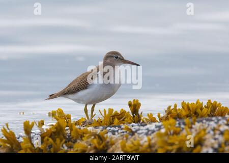 Primo piano di Sandpiper a macchie in inverno piumaggio su roccia con alghe a bassa marea Foto Stock