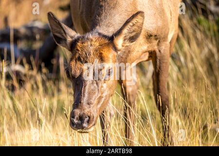Baby Elk al pascolo nel Parco Nazionale di Yellowstone Foto Stock