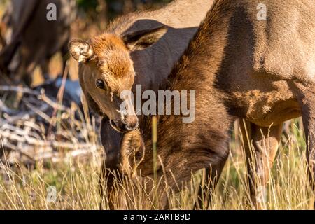 Baby Elk al pascolo nel Parco Nazionale di Yellowstone Foto Stock