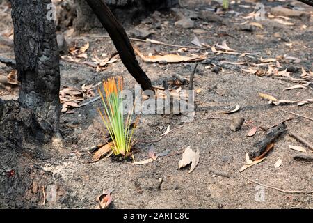 Una pianta verde tra gli alberi di Eucalipto gravemente bruciati dopo un bush nelle montagne blu Foto Stock