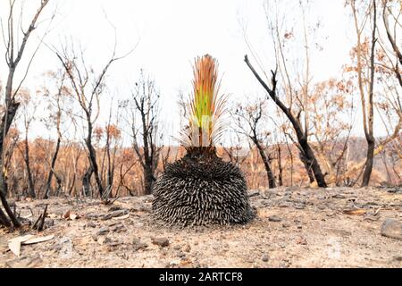 Una pianta verde tra gli alberi di Eucalipto gravemente bruciati dopo un bush nelle montagne blu Foto Stock