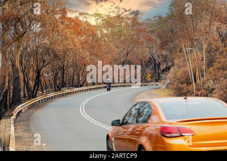 Auto e moto su una strada tra gli alberi di Eucalipto gravemente bruciati dopo un bush nelle Blue Mountains Foto Stock