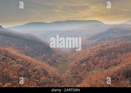 Gravemente bruciato Eucalyptus alberi dopo un bushfire nelle Blue Mountains Foto Stock