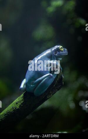 Litoria Caerulea, rana blu degli alberi australiani in natura Foto Stock