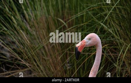 Testa fucilata vicino di fenicottero rosa colorato, sfondo sfocato di erbe alte Foto Stock