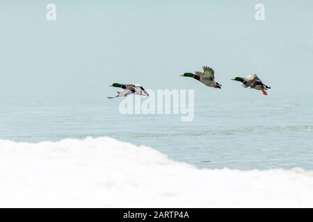Volo di mallards sopra il lago Michigan Foto Stock