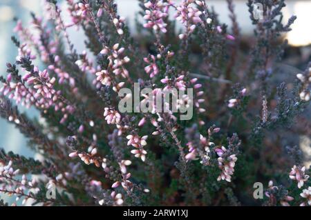 Morbida foto romantica tonalità di rosa chiaro boccioli di fiori su punte verdi profonde. Luce naturale proveniente dalla destra per un look freddo e pulito. Foto Stock