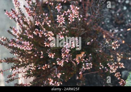 Macro foto dalle tonalità calde dall'alto di piccoli fiori e boccioli rosa che fioriscono su rami spiky verde scuro. Sensazione romantica e appassionata. Girato in dayli Foto Stock