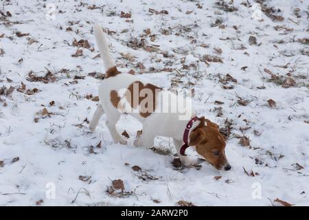 Jack russell Terrier cucciolo sta sniffando fuori tracce nel parco invernale. Animali domestici. Cane di razza. Foto Stock