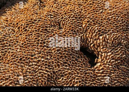 colonia di verme a nido d'ape [ sabellaria alveolata ] su roccia Foto Stock