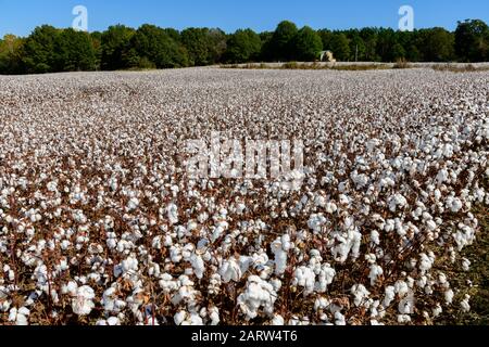 USA, Road Trip, Tennessee, Cotten Field nel Tennessee orientale Foto Stock