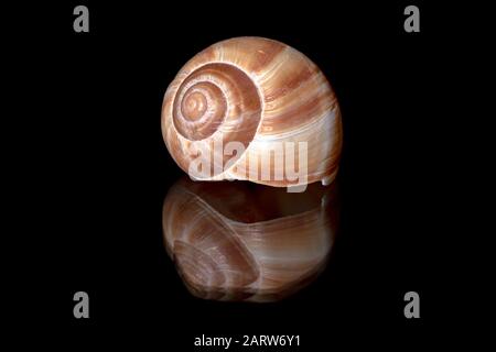 Primo piano della spirale decorativa Snail Shell con riflessione sullo sfondo nero - Brevard, North Carolina Foto Stock