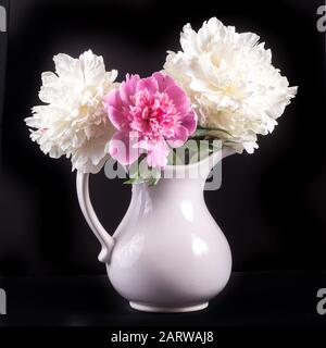 Tre peonie in una caraffa bianca in ceramica contro un nero sfondo Foto Stock