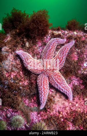 Northern Seastar, Asterias rubens; precedentemente conosciuto come (Asterias vulgaris), Golfo del Maine, Rockport, Massachusetts, Stati Uniti, Oceano Atlantico Foto Stock