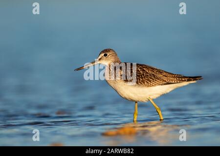 Comune greenshank guado in un lago poco profondo, Vrana Lago, Croazia Foto Stock