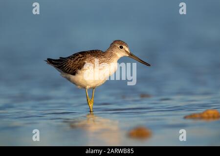 Comune greenshank guado in un lago poco profondo, Vrana Lago, Croazia Foto Stock