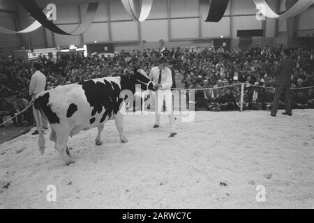 Per la prima asta di bestiame (in Zwolle) Data: 14 ottobre 1987 Località: Overijssel, Zwolle Parole Chiave: Vee, aste Foto Stock