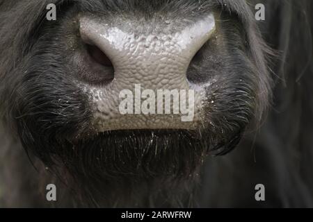Primo piano di un toro in un campo sul campagna Foto Stock