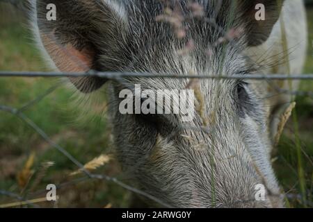 Colpo di closeup di un adorabile maiale all'interno di un metallo fattoria recintata in una giornata nuvolosa Foto Stock