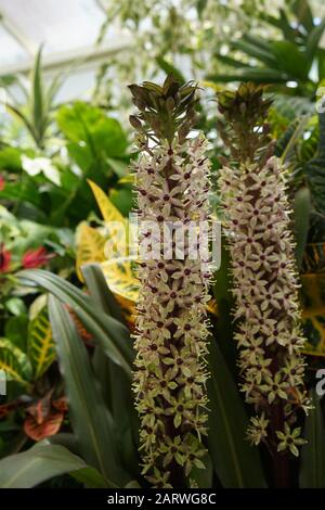 Bellissimo scatto di gigli Foxtail in un giardino pieno di piante in una giornata nuvolosa Foto Stock