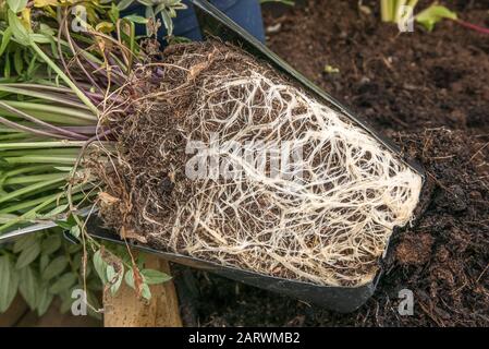 Una pianta perenne con radice di pianta legata al vaso esposta pronta per essere ripiantata nel giardino Foto Stock