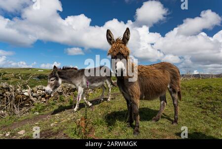 Asini nel paesaggio di connemara sulla costa occidentale dell'Irlanda Foto Stock