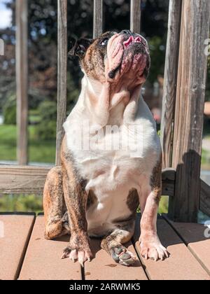 Immagine verticale di un Olde inglese Bulldogge Foto Stock