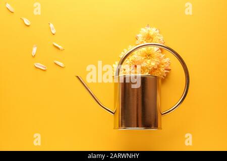 Annaffiatura d'oro con fiori di crisantemo su sfondo colorato Foto Stock