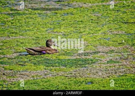 Anatra in lago circondato da alghe verdi nel parco a Denver, Colorado in estate Foto Stock