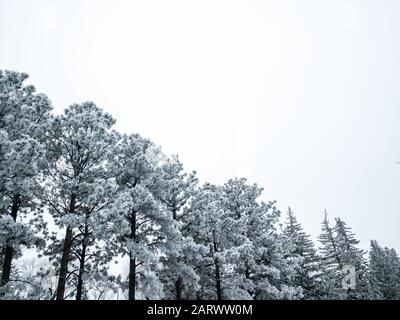 Paesaggio di bosco con belle cime di alberi di conifere innevate, coperto di gelo folto, visto da basso angolo contro cielo nuvoloso come uno spazio di copia Foto Stock