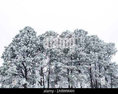 Bellissimi pini ricoperti di spesso strato di brina, vista da basso angolo contro sfondo bianco del cielo in nebbia inverno giorno Foto Stock