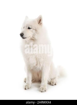 Cute cane Samoyed su sfondo bianco Foto Stock