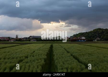La prima luce si rompe attraverso nuvole di tempesta su file di riso vicino al piccolo villaggio agricolo giapponese Foto Stock