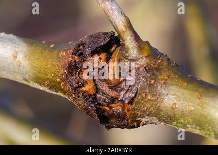 Primo piano di canker su un albero di mele Foto Stock