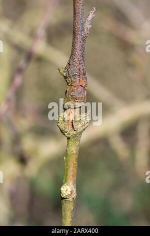 Primo piano di canker su un albero di mele Foto Stock