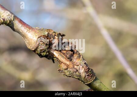 Primo piano di canker su un albero di mele Foto Stock