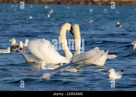 Un paio di cigni mute eseguire un rituale corteggiamento circondato da molti uccelli nelle acque blu brillante della baia di Varna in una bella giornata invernale, il Mar Nero Bulgaria Foto Stock